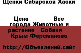 Щенки Сибирской Хаски › Цена ­ 20 000 - Все города Животные и растения » Собаки   . Крым,Ферсманово